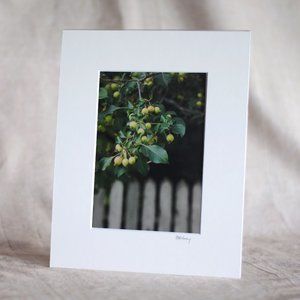 "Apple Harvest" 5x7 Photography Print